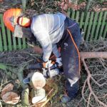 WORX-WG322E.9-Cordless-Chainsaw-Review