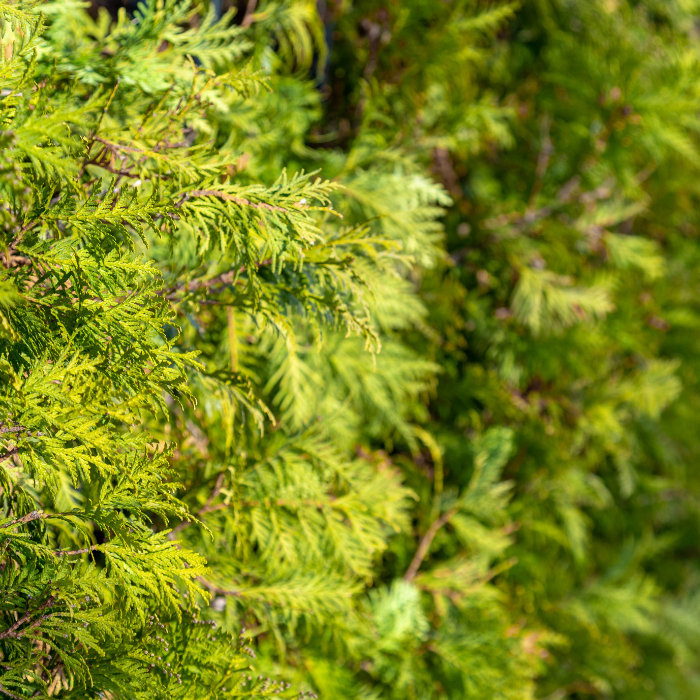 Western Red Cedar