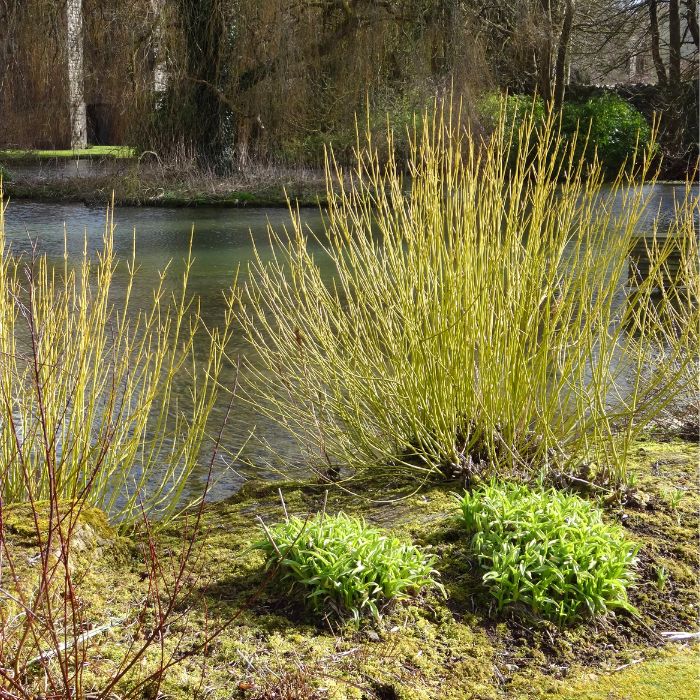 Yellow Stemmed Dogwood