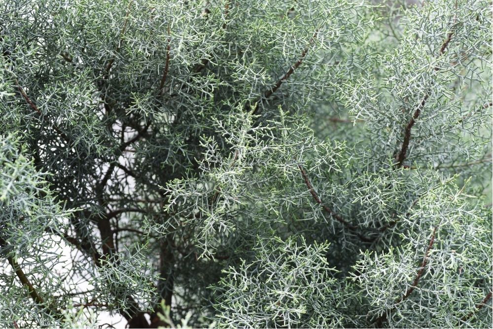 arizona-cypress