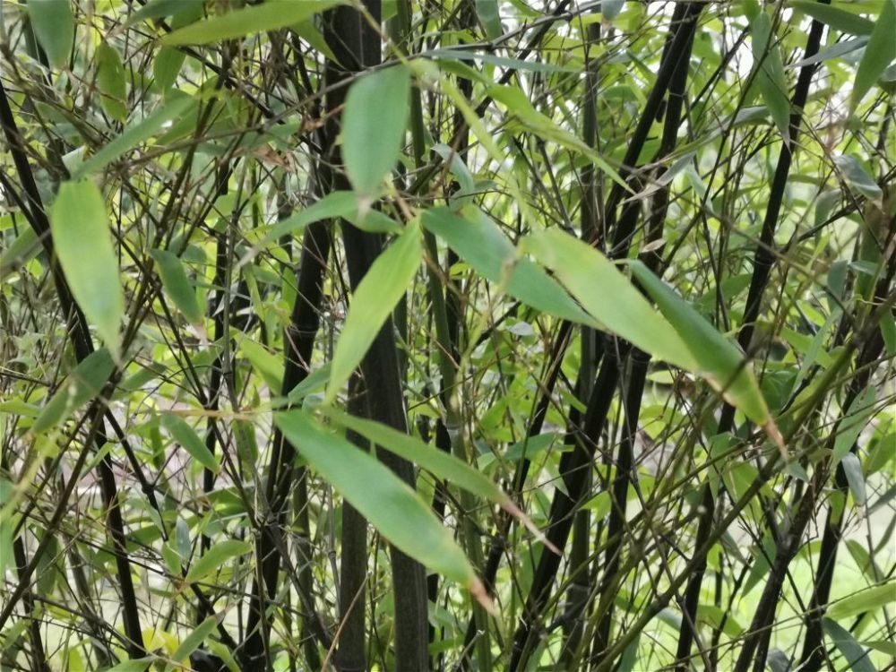 black-bamboo