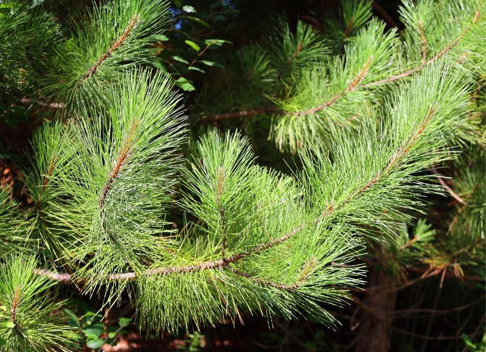 eastern-white-pine-pinus-strobus