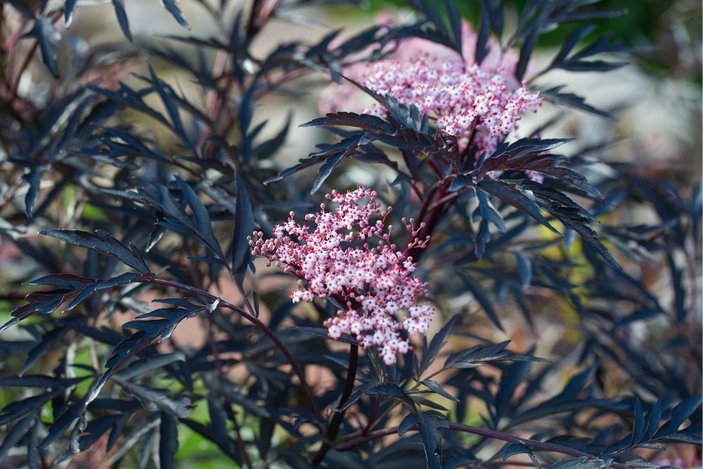 elder-sambucus-nigra