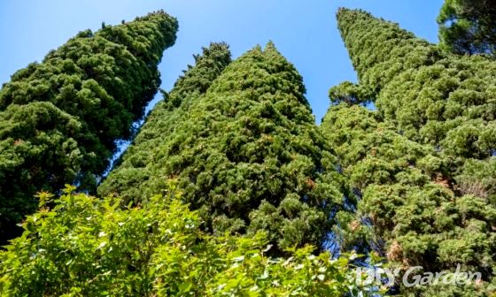 fastest-growing-evergreen-trees-uk