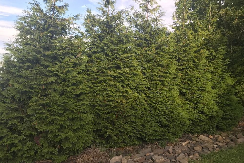 green-giant-arborvitae