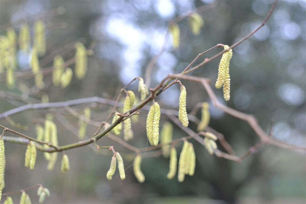 hazel-lambs-tails-hedge-plant