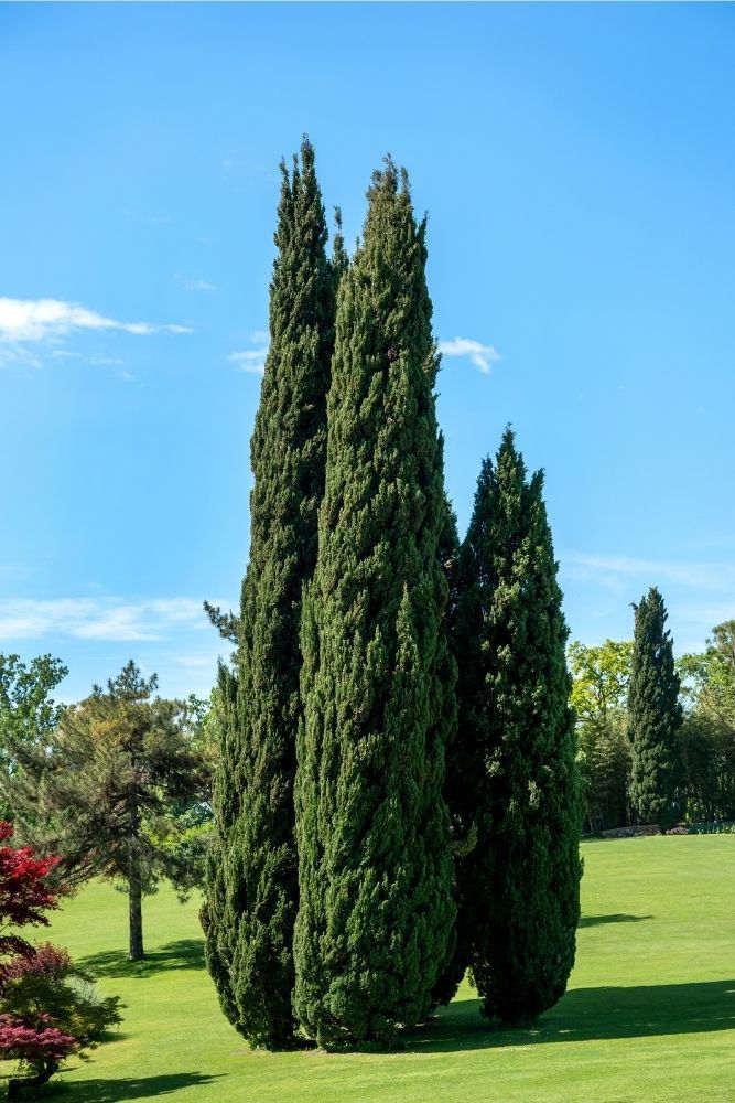 mediterranean-cypress