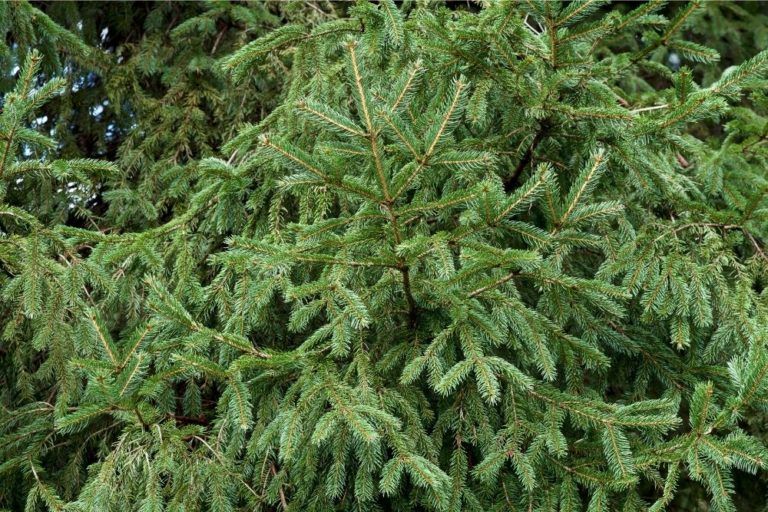 12 Fast Growing Evergreen Trees (For Quick Privacy)