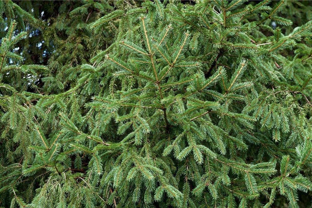 norway-spruce