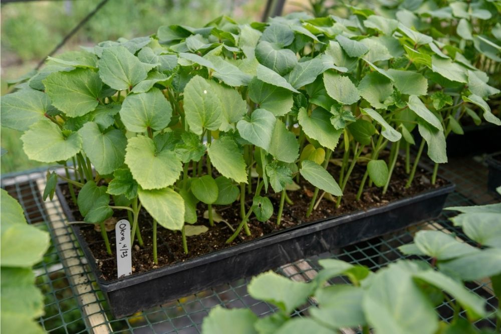 okra-seedlings