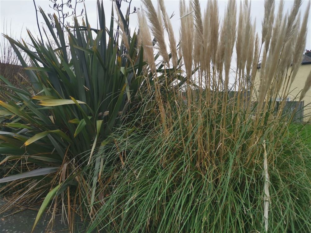 ornamental-grasses-for-garden-privacy