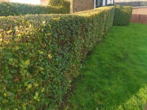 44 Fastest-Growing Hedge Plants in the UK | DIY Garden™