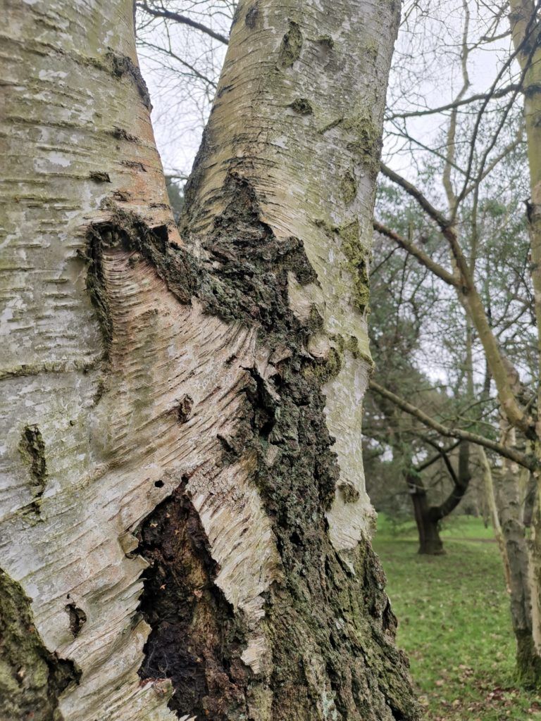 silver-birch