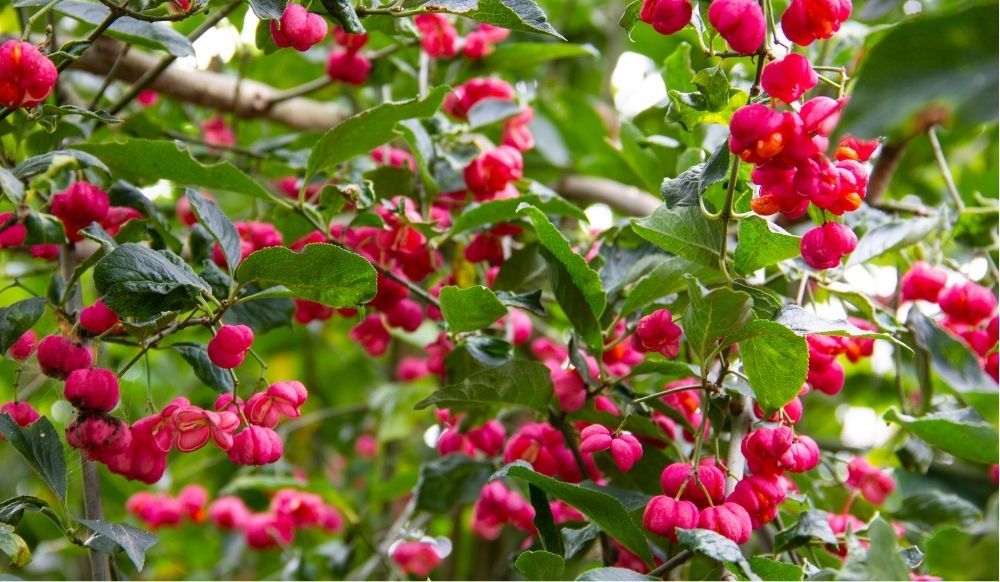 spindle-hedge-euonymus-europaeus