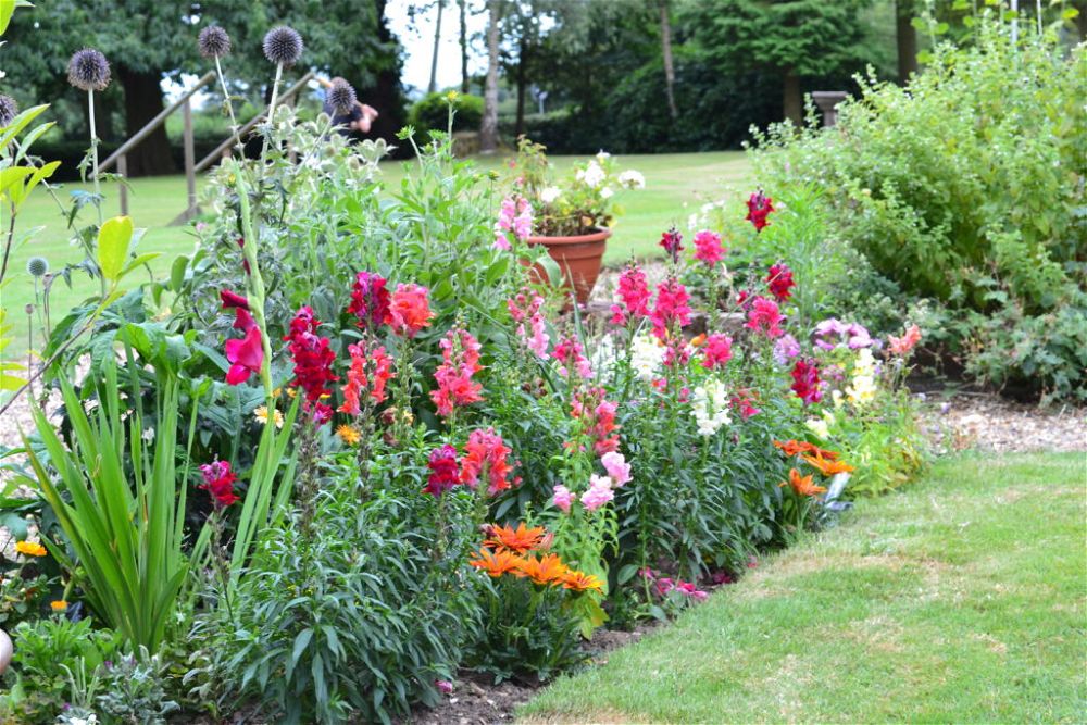 summer-flowering-hedge-for-garden-privacy