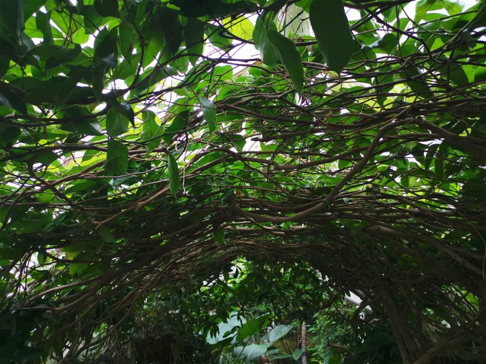 trailing-vine-garden-privacy