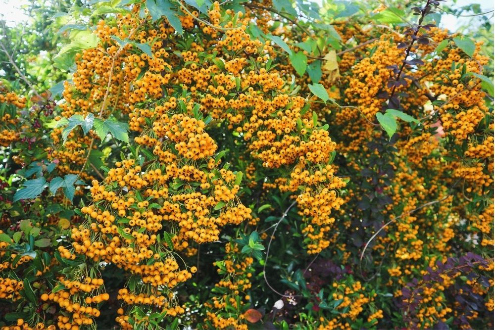 yellow-pyracantha-hedge