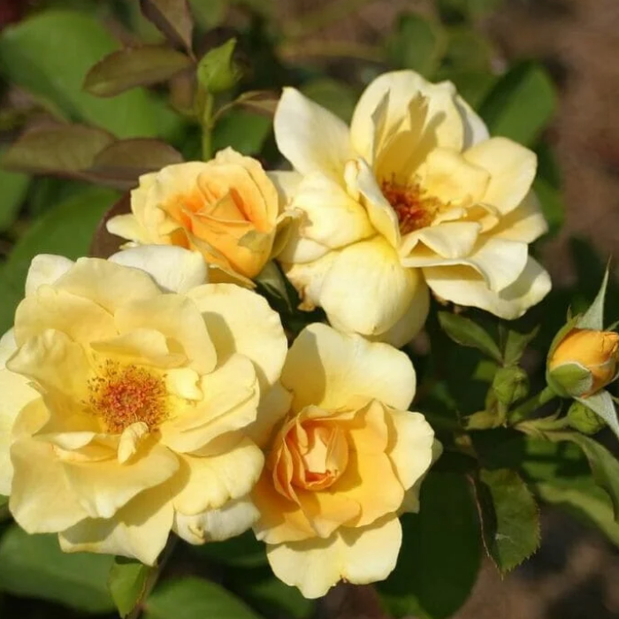 Honey Perfume Rose (Rosa 'Honey Perfume')