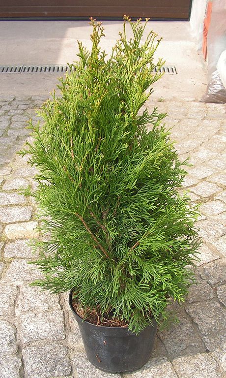 american-arborvitae-best-tall-plants-for-screening-in-pots