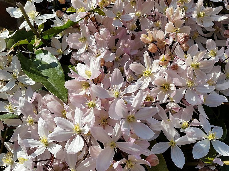 armand-clematis-best-climbing-plants-for-shade