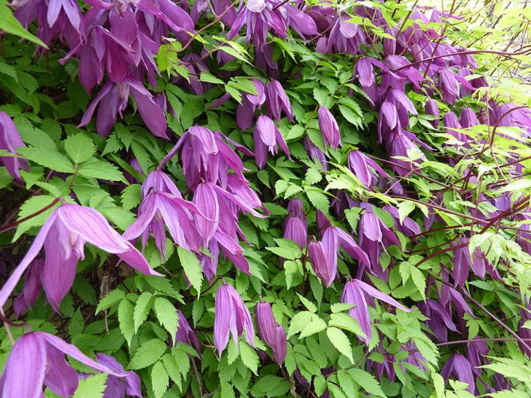 30 Best Climbing Plants for Shade DIY Garden™