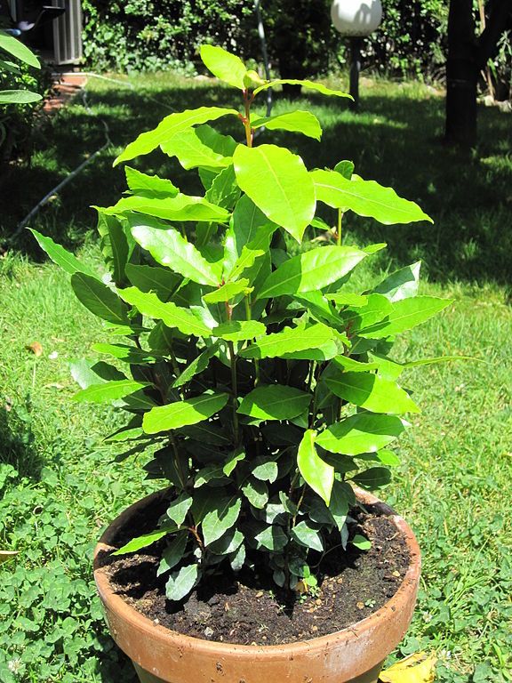 bay-tree-low-maintenance-hardy-plants-for-outdoor-pots