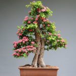 best-bonsai-potting-compost-mix-uk-review