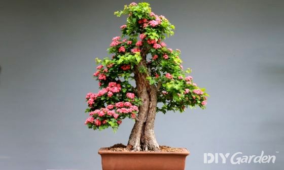 best-bonsai-potting-compost-mix-uk-review