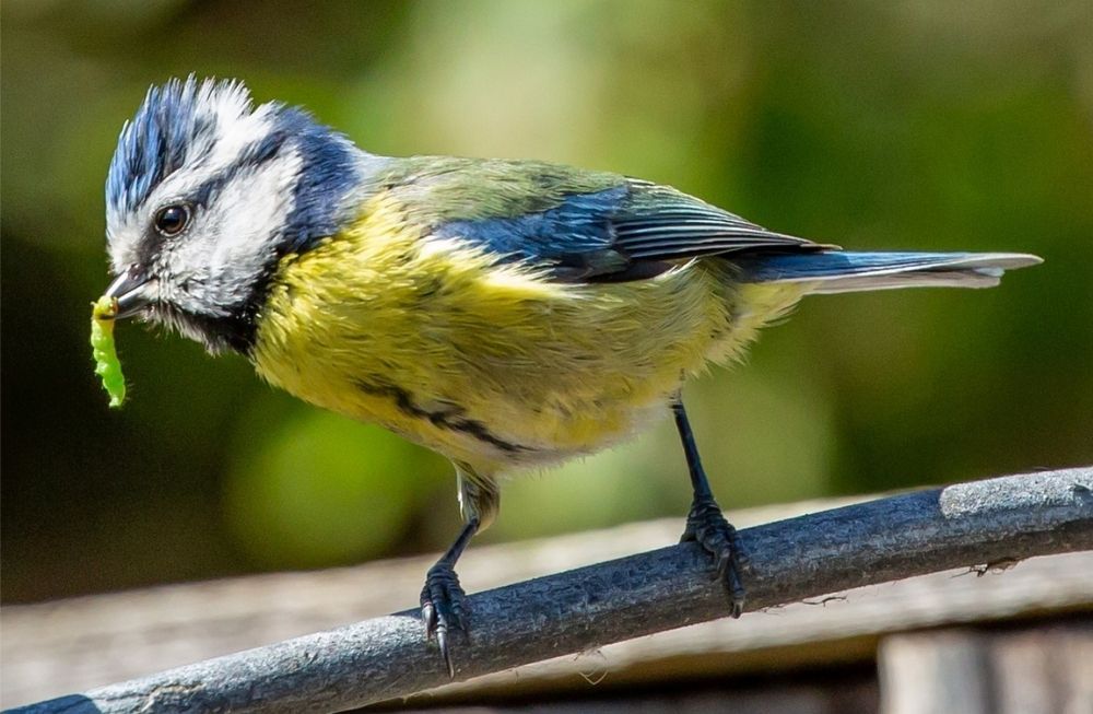 bird-eats-caterpillar