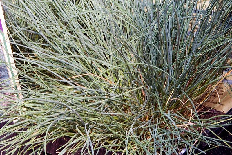 blue-fescue-evergreen-grasses-for-pots