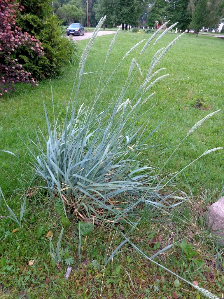 blue-lyme-grass-evergreen-grasses-for-pots