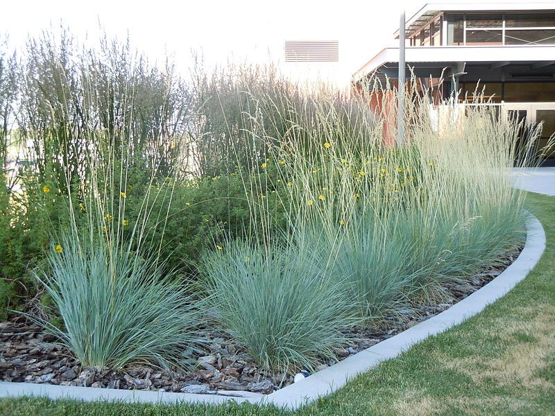 blue-oat-grass-evergreen-grasses-for-pots