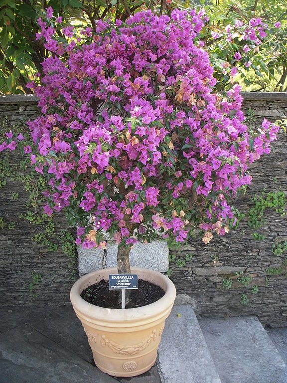 bougainvillea-best-tall-plants-for-screening-in-pots