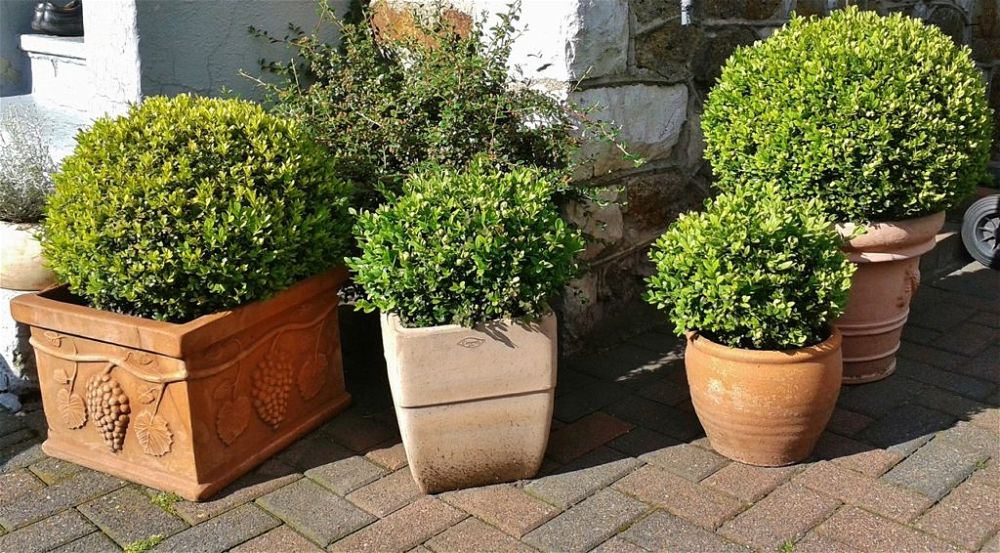 boxwood-best-tall-plants-for-screening-in-pots