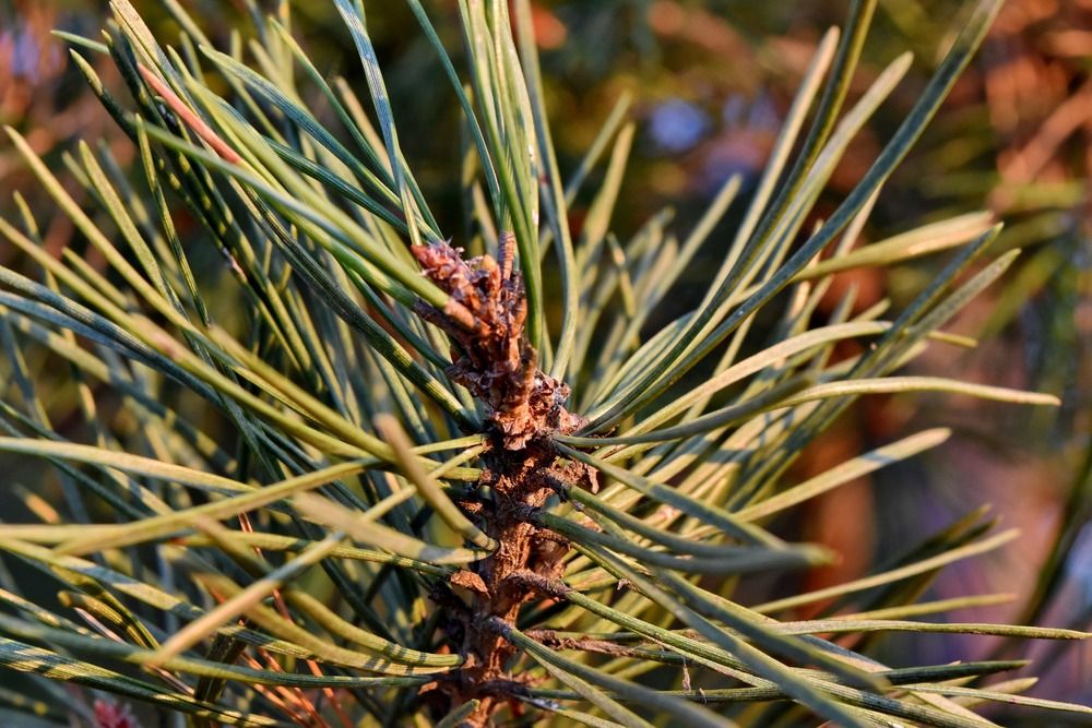 brown-conifer-in-summer