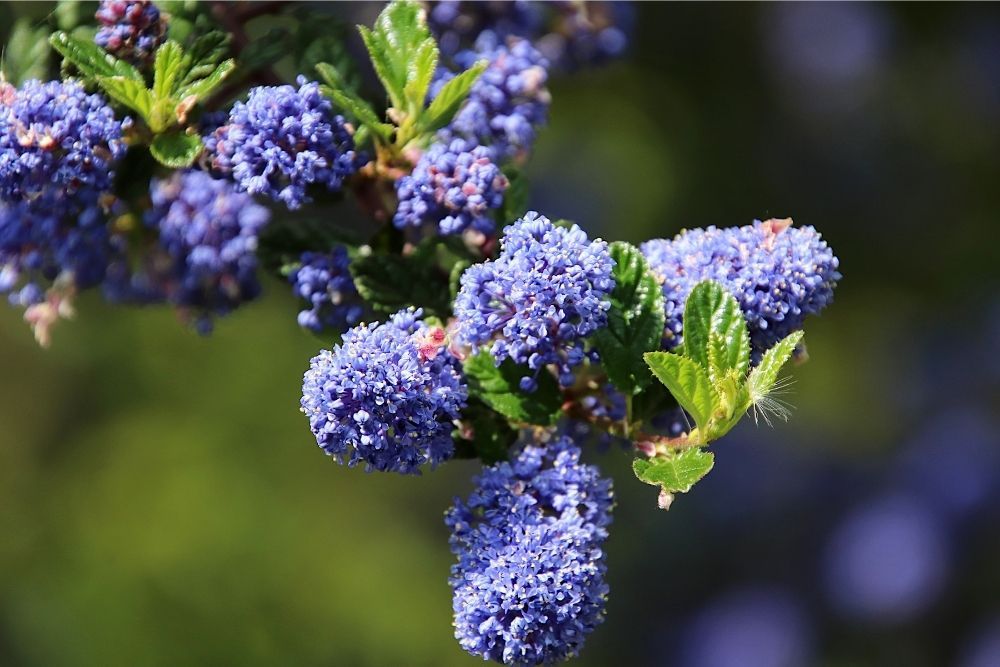 california-lilac-evergreen-climbing-plants