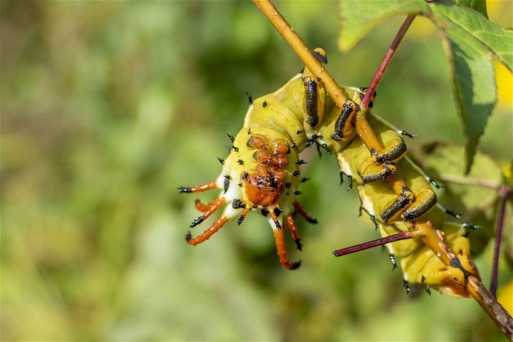 caterpillar-in-garden