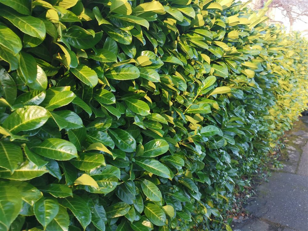 36 Tall Plants for Screening DIY Garden™