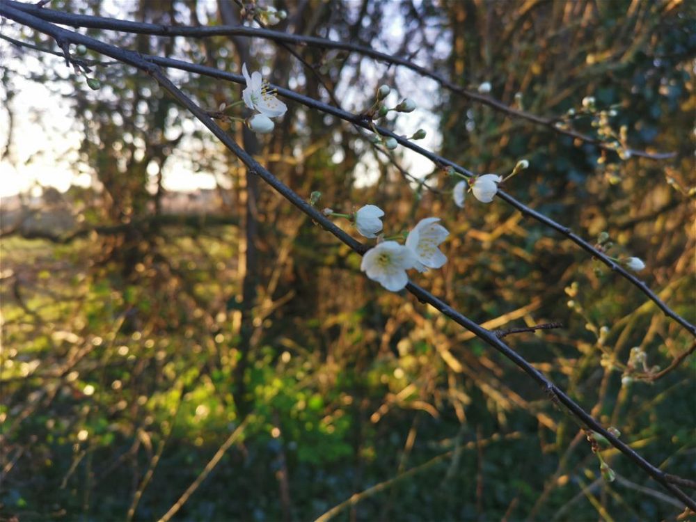 cherry-trees-low-maintenance-hardy-plants-for-outdoor-pots