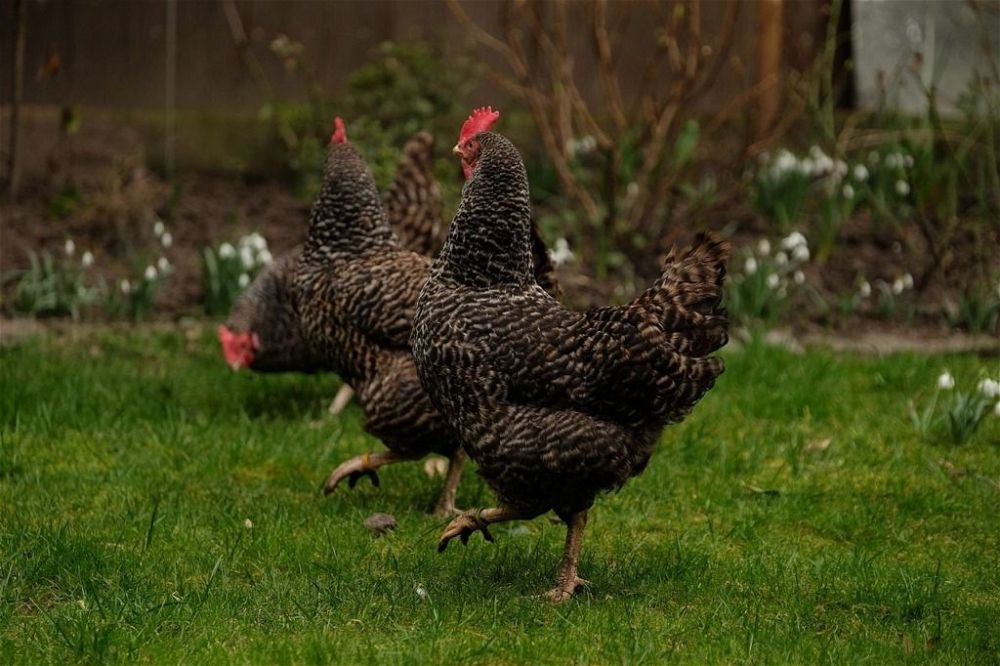 chicken-in-garden