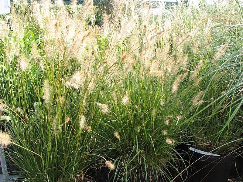 chinese-fountain-grass-tall-plants-for-screening