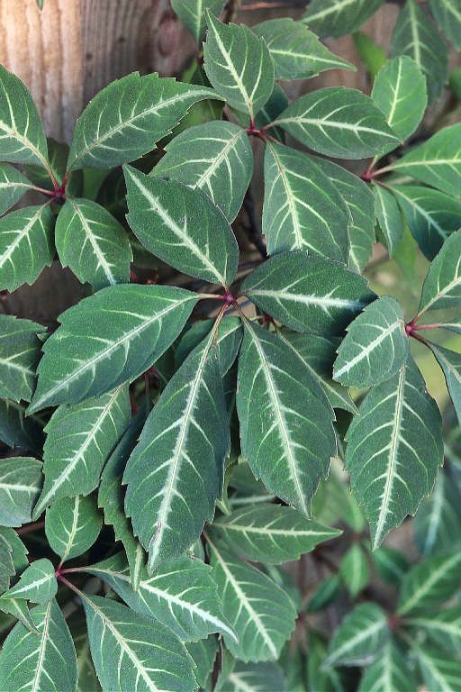 chinese-virginia-creeper-best-climbing-plants-for-shade