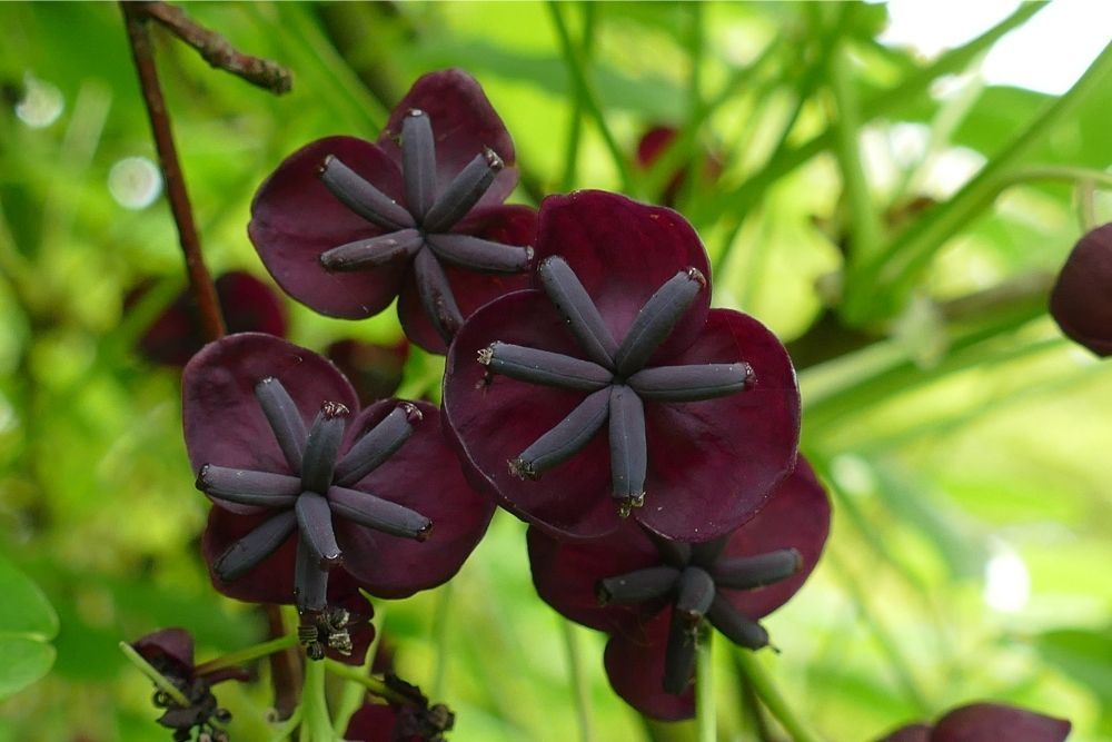 chocolate-vine-evergreen-climbing-plants