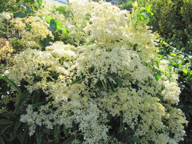 climbing-hydrangea-best-climbing-plants-for-shade