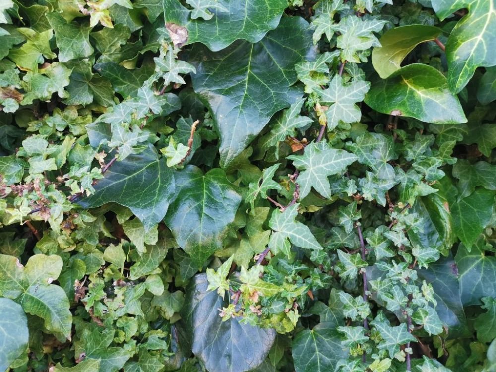 common-ivy-best-climbing-plants-for-shade