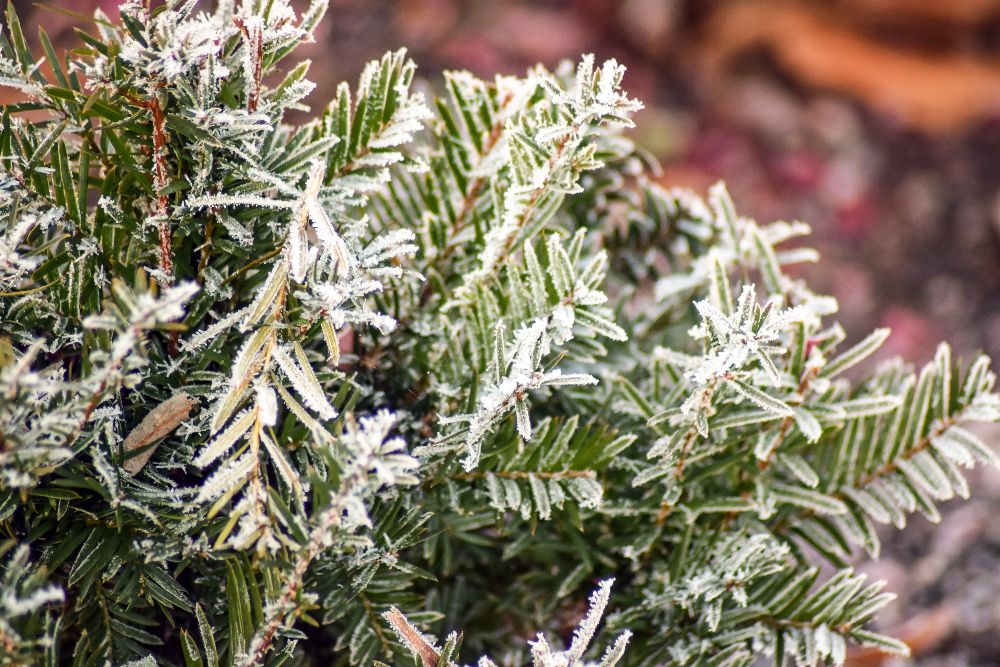 conifer-in-winter
