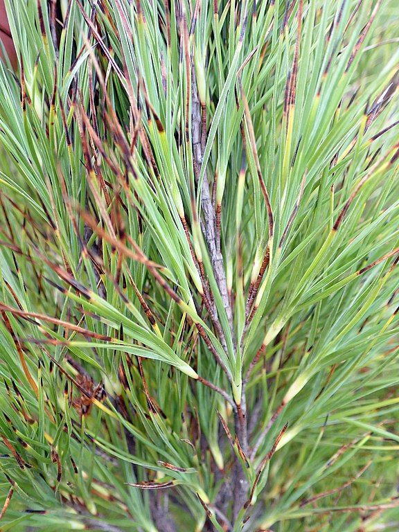 conifer-needle-blight