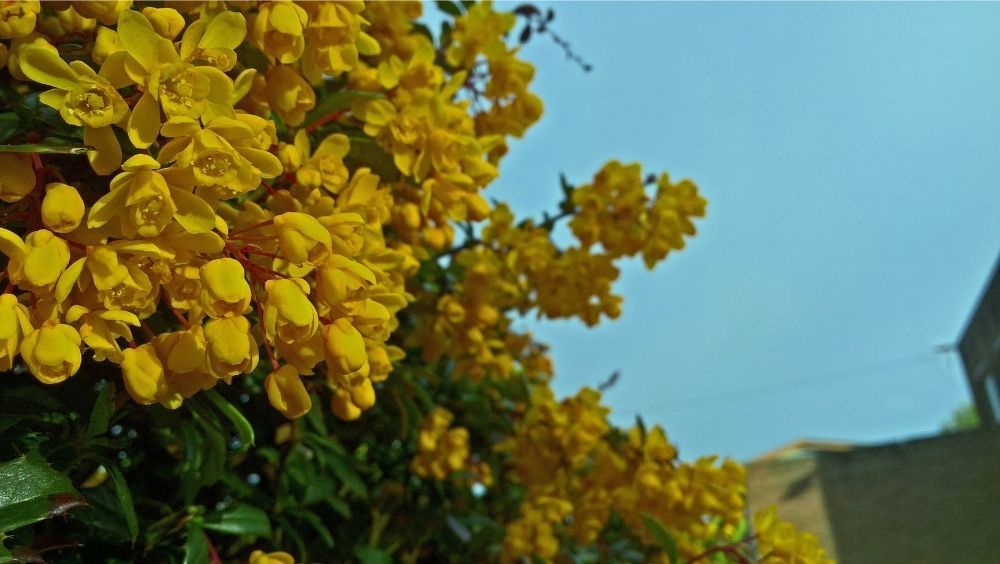 darwin’s-barberry-yellow-flowers