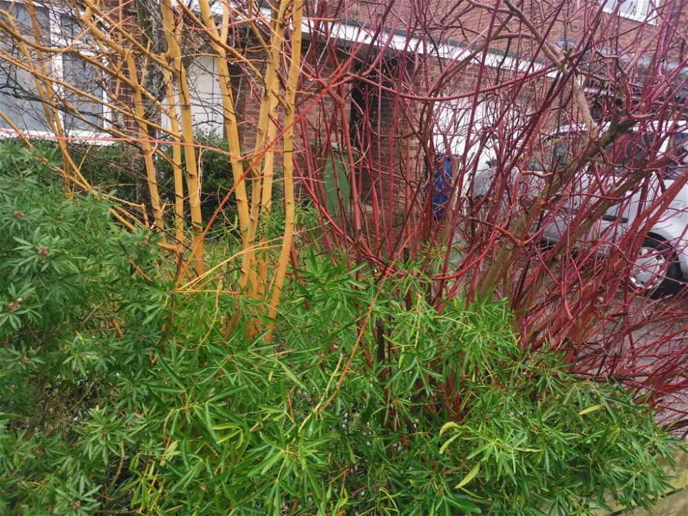 dogwood-tall-plant-for-screening