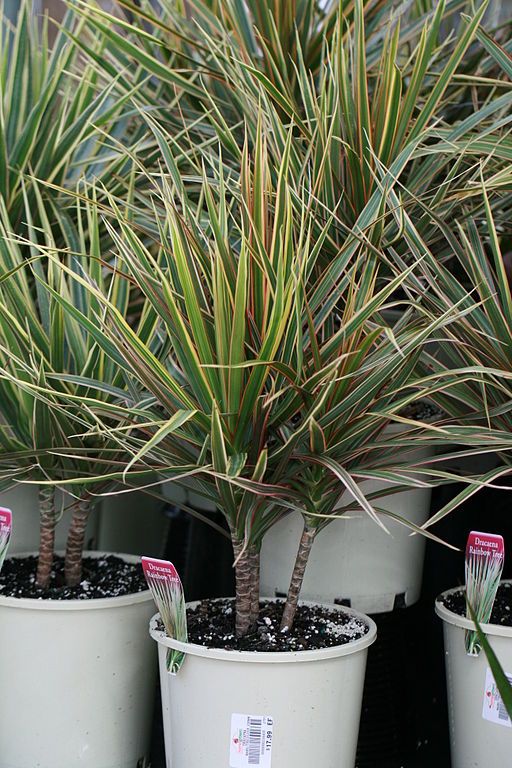 dracaena-best-tall-plants-for-screening-in-pots